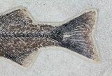 Mioplosus Fossil Fish - Wall Hanger Installed #64191-3
